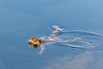 Image showing Common toad, Bufo bufo, Czech republic, Europe wildlife