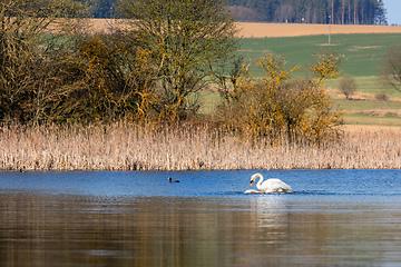 Image showing Wild bird mute swan in spring on pond