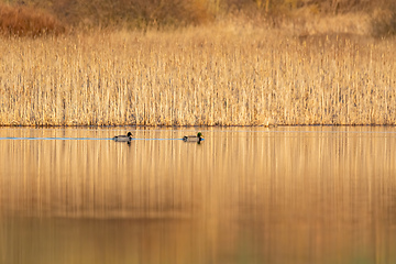 Image showing duck mallard on pond, Czech Republic, Europe wildlife