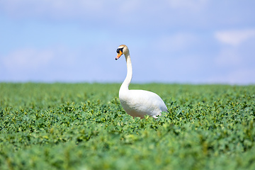 Image showing common big bird mute swan on green rape field