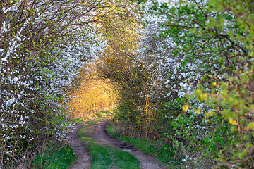Image showing countryside rural forest path in spring time