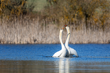 Image showing Wild bird mute swan in spring on pond