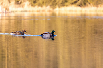 Image showing duck mallard on pond, Czech Republic, Europe wildlife