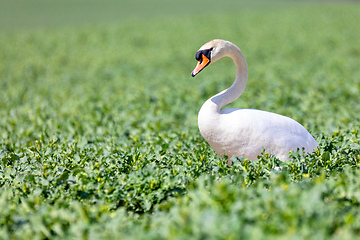 Image showing common big bird mute swan on green rape field