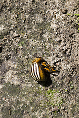 Image showing dead Colorado beetle