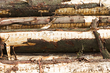 Image showing tree trunks