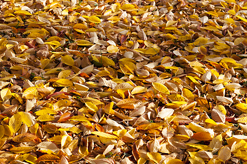 Image showing autumn nature