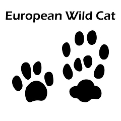 Image showing European Wild Cat Footprint