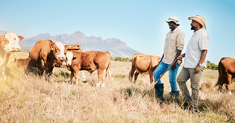 Image showing Cows, teamwork or black people on farm agriculture for livestock, sustainability or agro business in countryside. Men, dairy production or farmers farming a cattle herd or animals on grass field