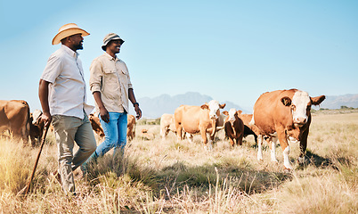 Image showing Farmer, men and team, cow and agriculture with livestock, sustainability and agro business in countryside. People in farm collaboration, industry and environment with cattle herd and animals outdoor