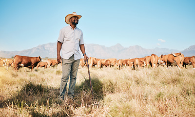 Image showing Farm, black man and happy, cow and agriculture for livestock, sustainability and agro business in countryside. Farmer with mission, field and industry, environment with cattle herd and animal outdoor