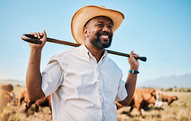 Image showing Cows, thinking or happy black man on farm agriculture for livestock, sustainability and agro business in countryside. Smile, dairy production or farmer farming a cattle herd or animals on grass field