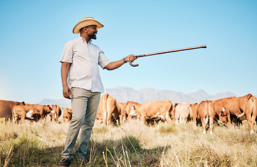 Image showing Cows, farmer pointing or black man on farm agriculture for livestock, sustainability or agro business in countryside. Smile, dairy production or person farming a cattle herd or animals on grass field