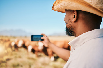 Image showing Cows, farmer or man on farm taking photography of livestock, agriculture or agro business in countryside. Picture, dairy production or person farming a cattle herd or animals on outdoor grass field