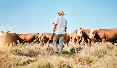 Image showing Farm, black man and cow, agriculture and livestock, sustainability and agro business in countryside with back. Farmer with mission, field and industry, environment with cattle herd and animal outdoor