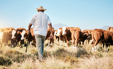 Image showing Cows, walking or black man on farm agriculture for livestock, sustainability and agro business in countryside. Back, dairy production or farmer farming a cattle herd or animals on outdoor grass field