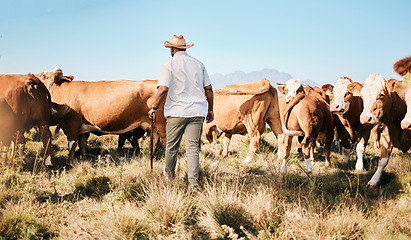 Image showing Cattle, walking or black man on farm agriculture for livestock, sustainability and agro business in countryside. Back, dairy production or farmer farming cows, herd or animals on outdoor grass field