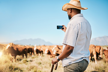 Image showing Agriculture, farmer or black man on farm taking photo of livestock or agro business in countryside. Picture, dairy production or African person farming cattle herd or cows on outdoor grass field