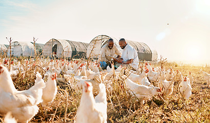 Image showing Men, agriculture checklist and chicken in sustainability farming, eco friendly or free range, industry teamwork. Happy african people or farmer outdoor with animals health, clipboard and inspection