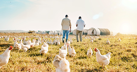 Image showing Black people, back and walking on farm with chicken in agriculture together and live stock. Rear view of men working in farming, sustainability and growth for supply chain or crops in the countryside