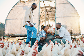 Image showing Black family, chicken farm and excited in countryside with sustainability, agriculture help and kid. Gay parents, farming and child together with parent love and support with rooster and animal stock