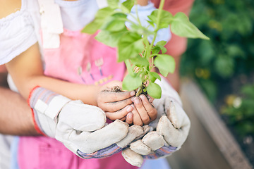 Image showing Hands holding plant, gardening or father with daughter for seedling, sustainability or ecology for future. Person, kid and teaching with support, leaves or growth in backyard for healthy environment