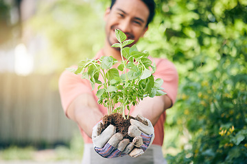 Image showing Man, hands and holding seedling in garden with growth, sustainability and leaves in summer sunshine. Guy, landscaping and happy for healthy environment, soil and outdoor with plants in backyard