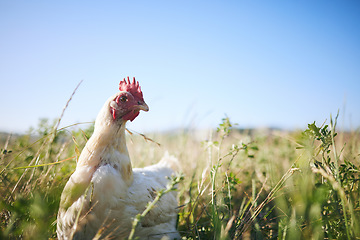 Image showing Nature, chicken in field with sky and farming mockup in green countryside, free range agriculture and sunshine. Poultry farm, sustainability and freedom, bird in grass and animal in natural space.