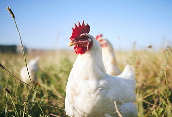 Image showing Nature, farming and chickens in field with blue sky in green countryside, free range agriculture and sunshine. Poultry farm, sustainability and freedom, birds in grass and animals with natural growth