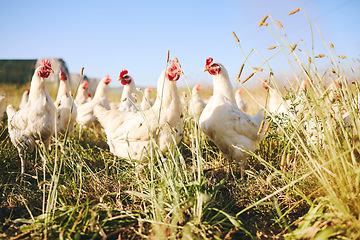 Image showing Nature, field and chicken farm with blue sky in green countryside, free range agriculture and sunshine. Poultry farming, sustainability and freedom, birds in grass and animals with natural growth.