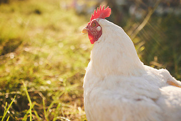 Image showing Nature, farming and chicken in grass with freedom in green countryside, free range agriculture and mockup. Poultry farm, sustainability and bird in field and animal with natural growth, space and sun