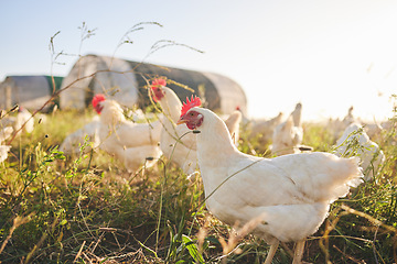 Image showing Nature, chicken farm in field and coup in green countryside, free range agriculture and sunshine. Poultry farming, sustainability and freedom, group of birds in grass and animals with natural growth.