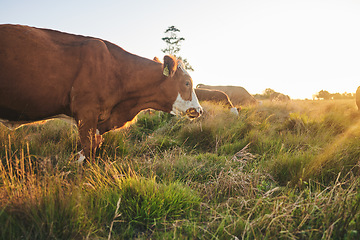 Image showing Agriculture, nature and sunset with cow on farm for for sustainability, environment and meat industry. Grass, cattle and milk production with animals in countryside field for livestock and ecosystem