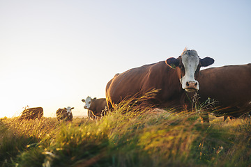 Image showing Agriculture, nature and environment with cows on farm for for sustainability, sunset and meat industry. Grass, cattle and milk production with animals in countryside field for livestock and mockup