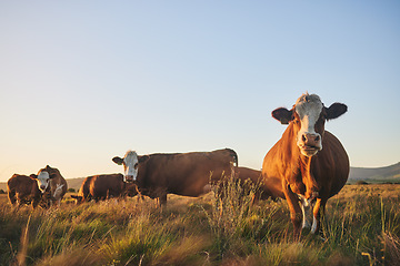 Image showing Agriculture, grass and portrait of cow on farm for for sustainability, environment and meat industry. Nature, cattle and milk production with animals in countryside field for livestock and ecosystem