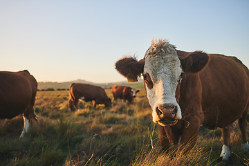 Image showing Agriculture, sunset and portrait of cow on farm for for sustainability, environment and meat industry. Grass, cattle and milk production with animals in countryside field for livestock and mockup