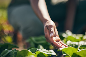 Image showing Nature, agriculture and farm with hands of person for environment, sustainability and plant. Soil, leaf and gardening with closeup of farmer in countryside field for ecology, organic and growth