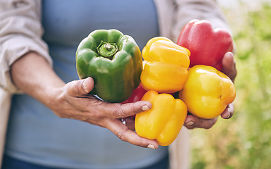 Image showing Hands, vegetables and peppers, agriculture and sustainability with harvest, color and agro business. Closeup, farming and gardening, farmer person with fresh product and nutrition for wellness