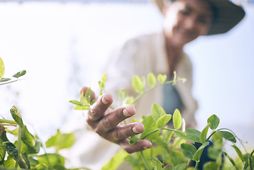 Image showing Sustainability, agriculture and farm with hands of person for environment, plant and nature. Soil, leaf and gardening with closeup of farmer in countryside field for ecology, organic and growth