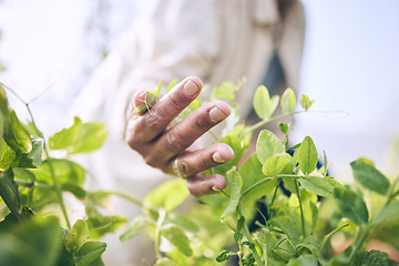 Image showing Environment, agriculture and farm with hands of person for plant, sustainability and nature. Soil, leaf and gardening with closeup of farmer in countryside field for ecology, organic and growth