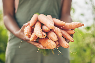Image showing Farmer, person hands and carrot for agriculture, farming and sustainability with grocery supply chain or offer. Worker, seller or supplier and vegetables or food in ngo, nonprofit or business harvest