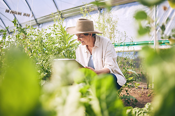 Image showing Woman, mature and farming in greenhouse with plants, inspection and harvest with vegetable agriculture. Farmer, check crops and sustainability with agro business and ecology, growth and gardening