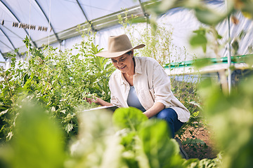 Image showing Senior woman, agriculture and greenhouse with plants, tablet for inspection, harvest and vegetable farming. Farmer, check crops and sustainability, agro business and ecology, growth and gardening