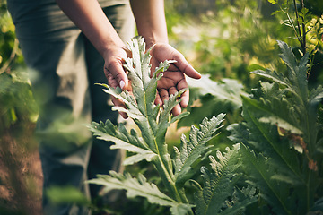 Image showing Plant, agriculture and farm with hands of person for environment, sustainability and nature. Soil, leaf and gardening with closeup of farmer in countryside field for ecology, organic and growth