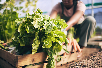 Image showing Spinach, vegetables in box and green, farming and sustainability with harvest and agro business. Closeup, agriculture and gardening, farmer person with fresh product and nutrition for wellness