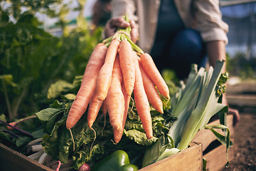 Image showing Carrot, vegetables in box and green, farming and sustainability with harvest and agro business. Closeup, agriculture and gardening, farmer person with fresh product and nutrition for wellness