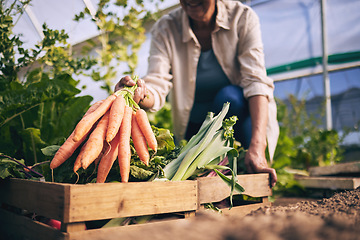 Image showing Carrot, vegetables and green, farming and sustainability with harvest in a box and agro business. Food, nature with agriculture and gardening, farmer person and fresh product, nutrition and wellness