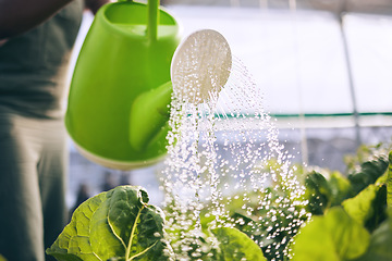 Image showing Farmer, person and watering of greenhouse plants for farming, agriculture and small business growth. Worker with water drops in container for lettuce or vegetables, sustainability and gardening zoom