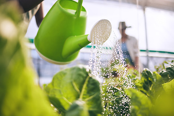 Image showing Water leaves, drops and agriculture with sustainability and health, greenhouse and wellness with agro business. Plants, healthy and clean, eco friendly and leaves with farming, industry and growth