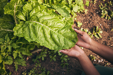 Image showing Leaf, agriculture and farm with hands of person for environment, sustainability and nature. Soil, plant and gardening with closeup of farmer in countryside field for ecology, organic and growth